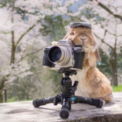 Pul qazanan dovşan - Ayda minlərlə dollar gəlir gətirir