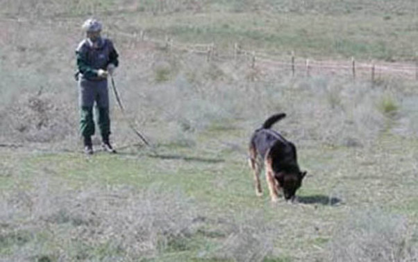 Tərtər, Ağdam, Ağcabədi minalardan təmizlənib
