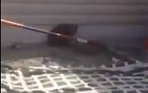 Bakıda tapılan ayı belə tutuldu - Video