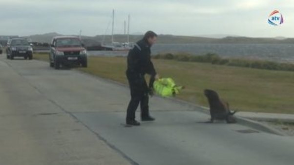 Dəniz canlısı avtomobil yolunda