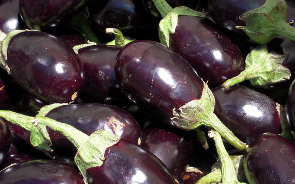 Türk badımcanı da Rusiyanın 