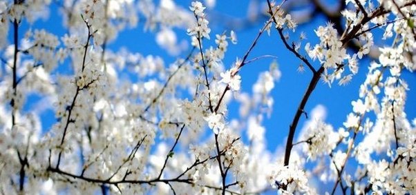 Sinoptiklər 29 dərəcəyədək isti vəd edirlər