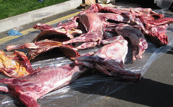 Bakıda mənşəyi məlum olmayan 1 tondan çox yararsız ət aşkarlandı