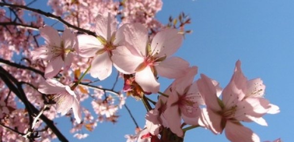 Sabah 22 dərəcə isti olacaq