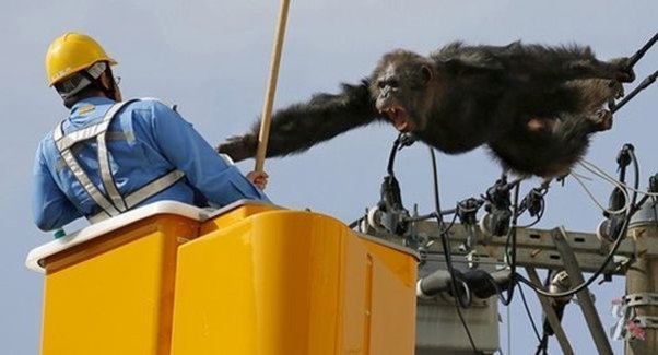 Yaponiyada şimpanze 1800 evi işıqsız qoydu