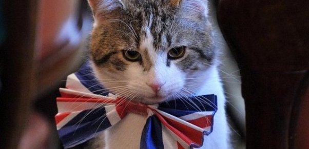 Pişik nazirlikdə işə düzəldi