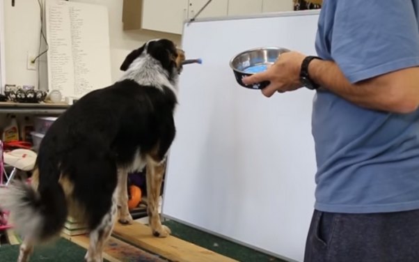 Fırça ilə rəsm çəkən it