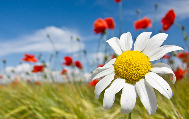 Sabah 19 dərəcə isti olacaq