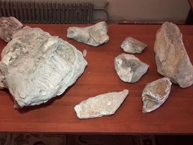 Mingəçevirdə 4 milyon illik fil sümükləri tapıldı