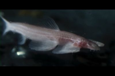 Yeriyə bilən balıq