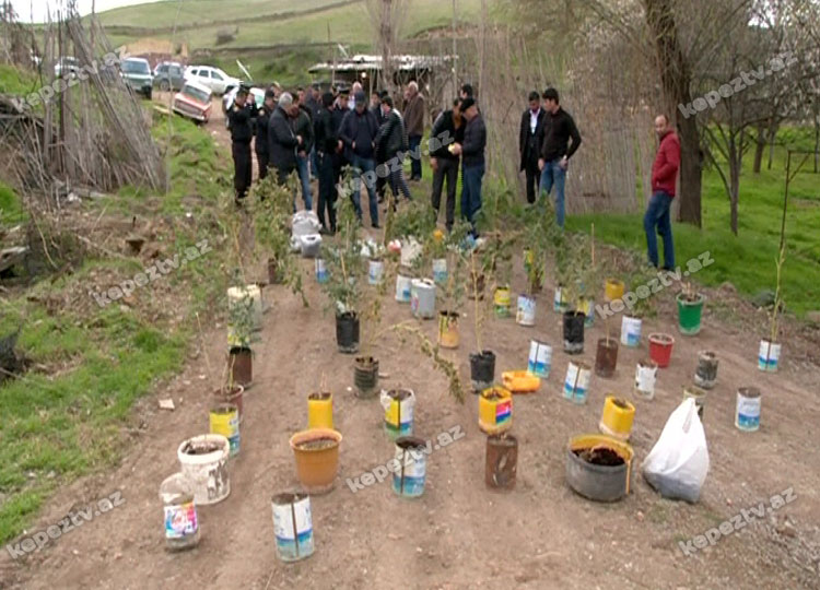 Rayonda narkoplantasiya aşkar edildi