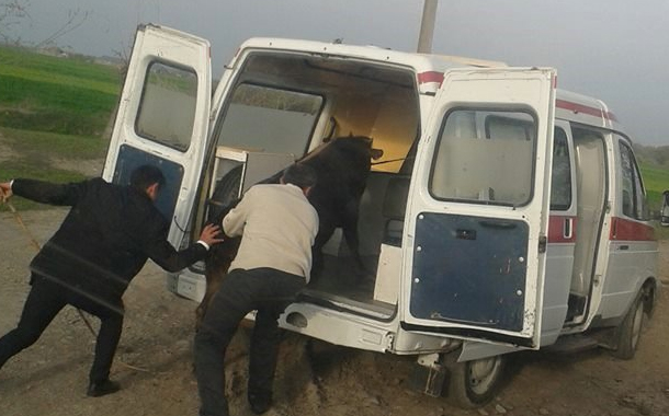 Təcili yardım maşınında inək daşınır