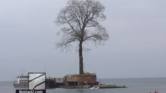 İvanaşvili əsrlik ağac aldı
