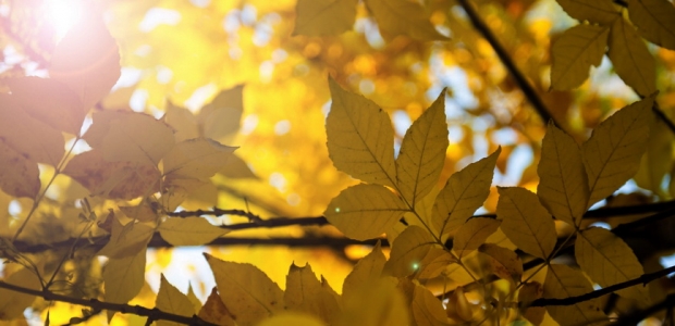 Günəşli hava geri qayıdır