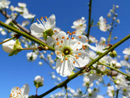 Azərbaycana bahar gəlib