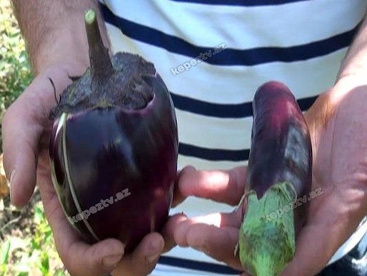 Qazaxda qeyri-adi badımcan