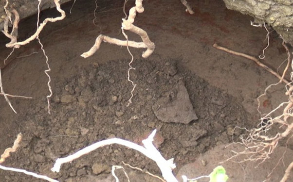 Cəlilabadda 2 min il yaşı olan küp qəbir aşkar olunub