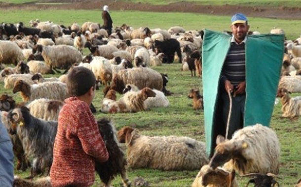 Ermənilər Tərtərdə çobanları atəşə tutub