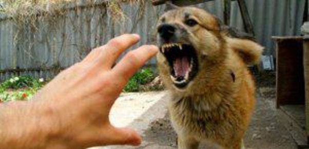 Sahibsiz it problemi