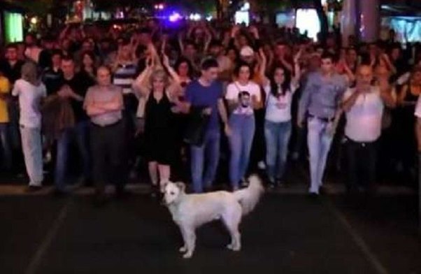 İt də Sarkisyana etiraz edir