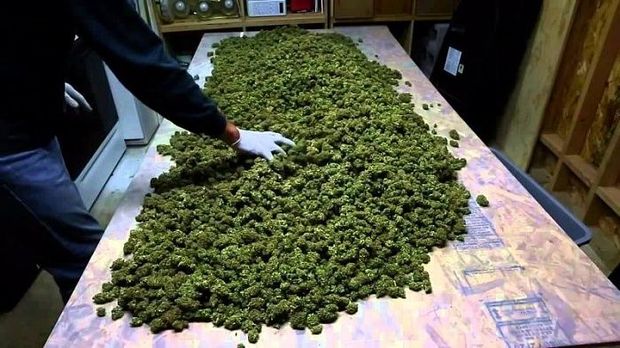 Rusiyada azərbaycanlıdan 7 kq marixuana müsadirə etdilər