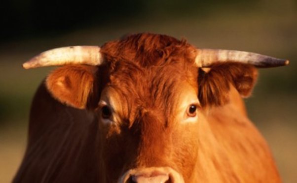 İnək qəzaya səbəb oldu: bir yaralı