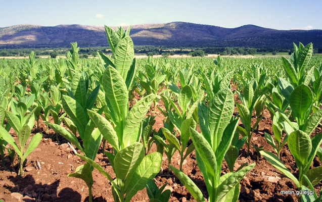 Azərbaycanda tütünün satınalma qiyməti artırılır