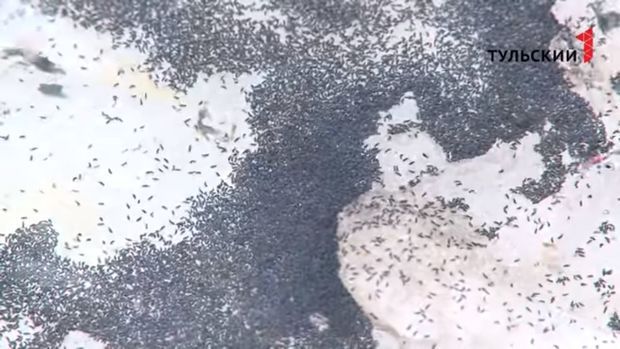 Rusiya şəhərlərini naməlum həşəratlar basıb