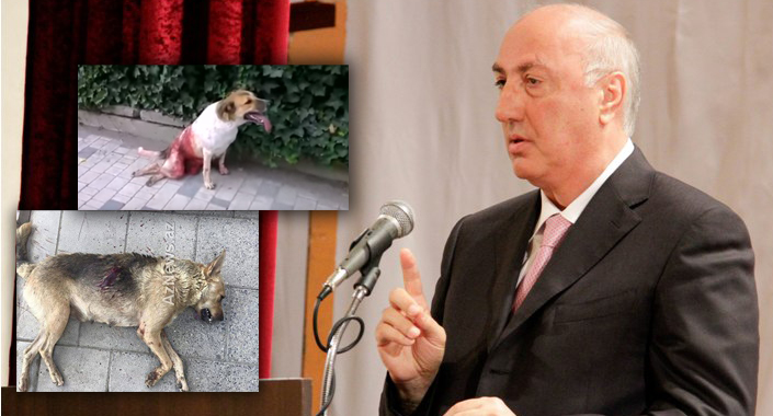 Sumqayıt icra başçısı sahibsiz heyvanları belə ödürtdürür