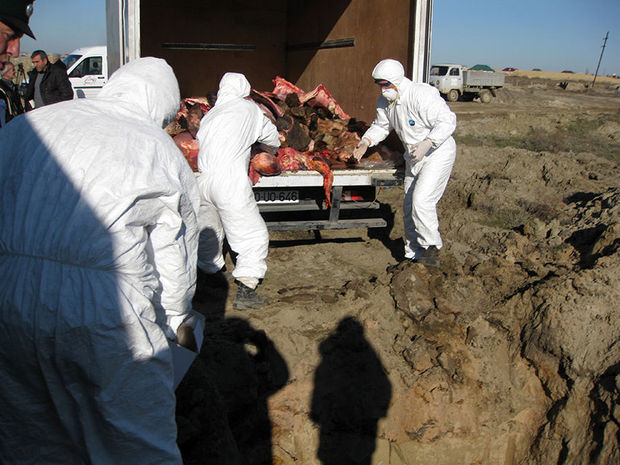 Qidaya yararsız 1 tondan çox ət aşkarlandı