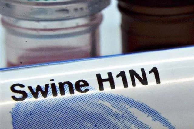 Dağıstanda 99 nəfər `donuz qripi`nə tutulub