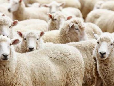 Oğrular polisi aldada bildilər