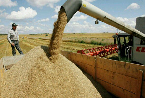 Nazir müavini: Azərbaycanda iri taxılçılıq təsərrüfatları yaradılacaq