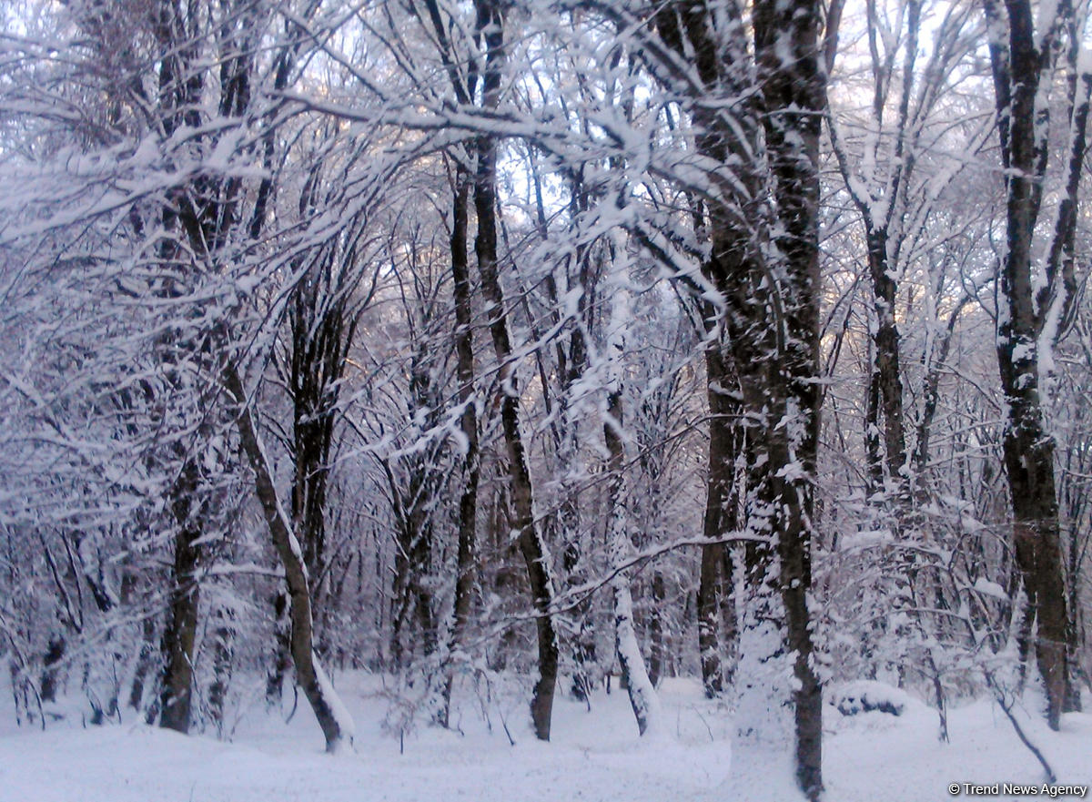 Azərbaycanın bəzi ərazilərində qar yağacaq