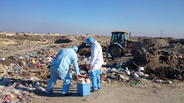 Bakıda donuz cəsədləri aşkarlanıb