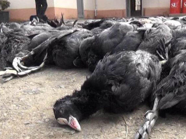 179 qaşqaldaq, 12 ördəklə tutuldu