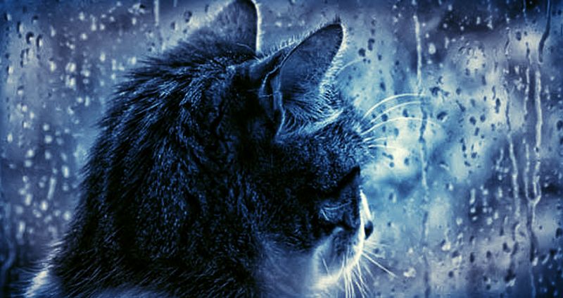 Bakıda yağış yağacaq