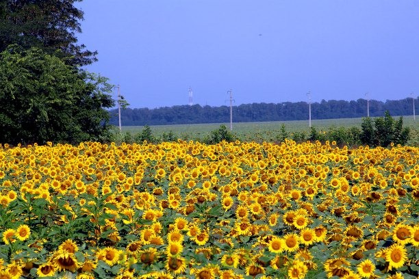 Nazirlik: Azərbaycanda eyni vaxtda minlərlə hektarda günəbaxan, qarğıdalı, buğda əkmək olmur