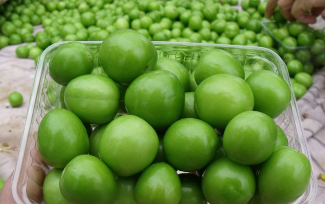 Bakıda alçanın fantastik qiyməti