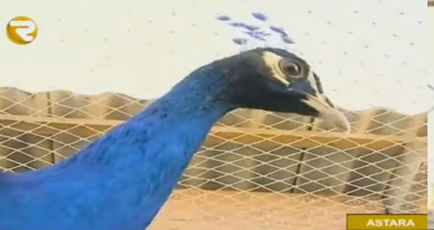 Astarada 3000 manata quş satırlar