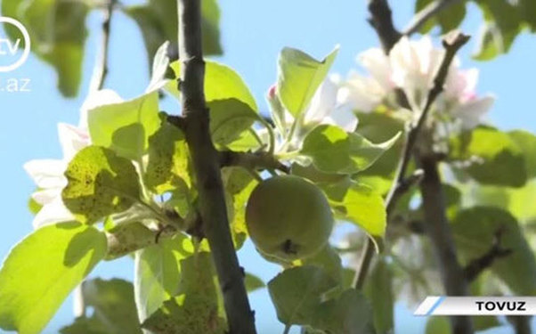 Tovuzda qeyri-adi ağac görənləri heyrətləndirir
