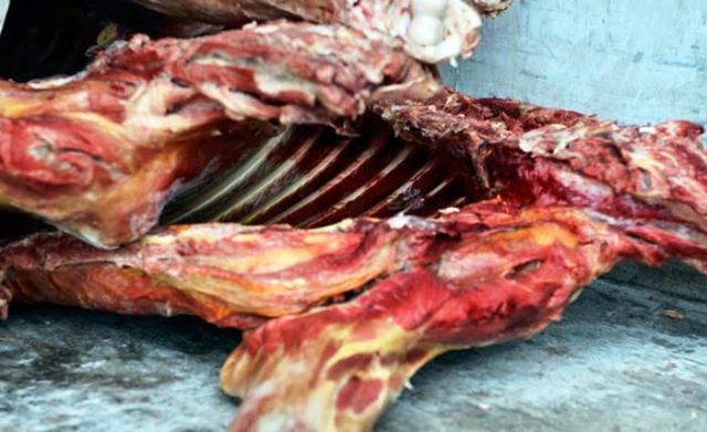 Əhaliyə leş əti satmaq istəyənlər tutuldu