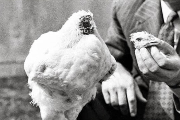 ŞOK! Bu xoruz 18 ay başsız yaşadı