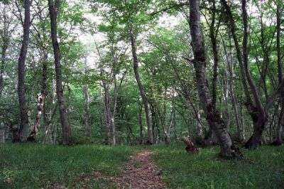 Zaqatalanın meşə müdiri