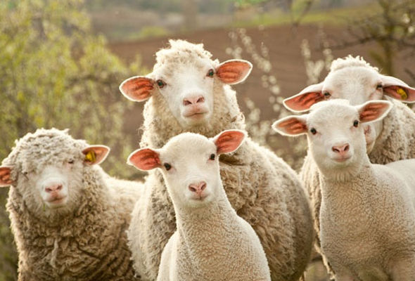 Bakıda 20 yaşlı oğlan 60 qoyunu apardı