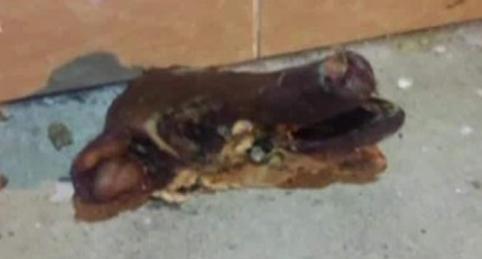 Məscidə donuz kəlləsi atdılar