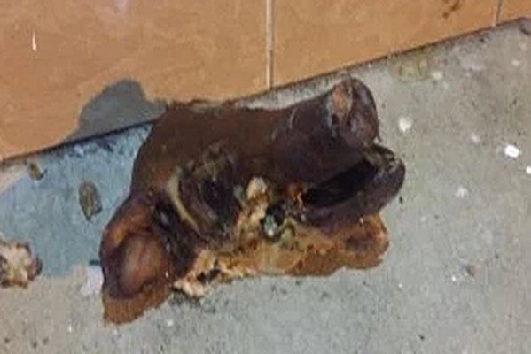 ABŞ-da naməlum şəxslər donuz başını məscidin qapısına atdılar