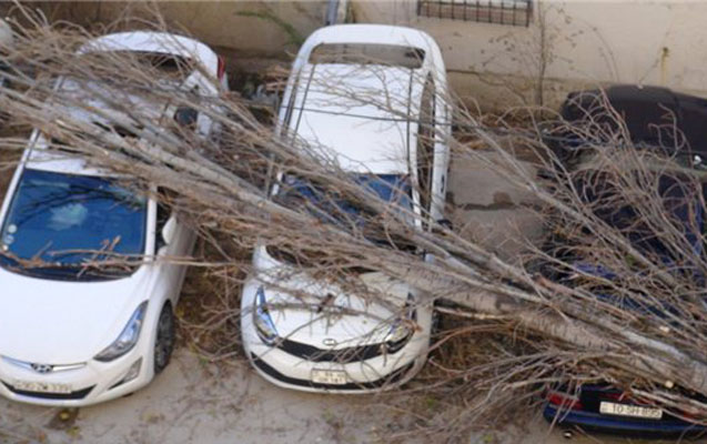 Bakıda ağac 4 avtomobilin üstünə aşdı
