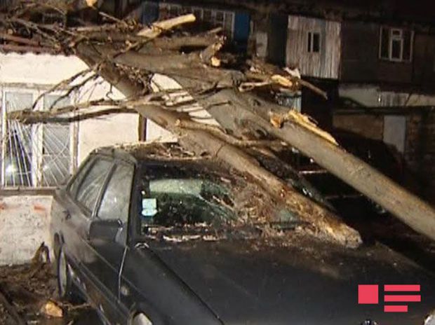 Bakıda ağac 3 avtomobilin üstünə aşdı