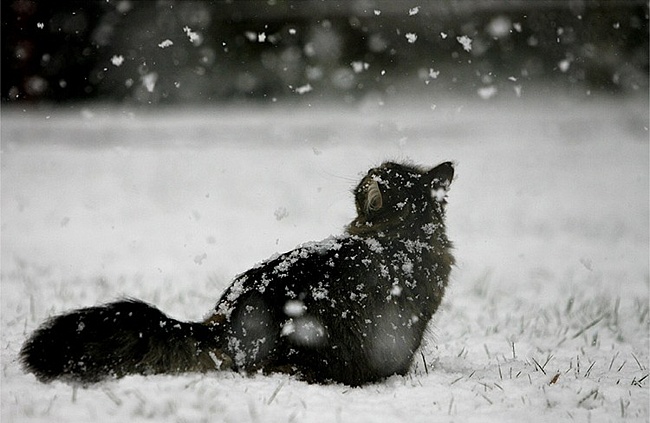 Dekabrın hava proqnozu açıqlandı